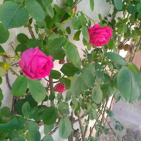 Studio Cosy Au Calme Lägenhet *