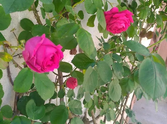 Studio Cosy Au Calme Apartament *