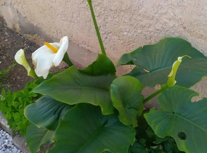 Studio Cosy Au Calme * Libourne